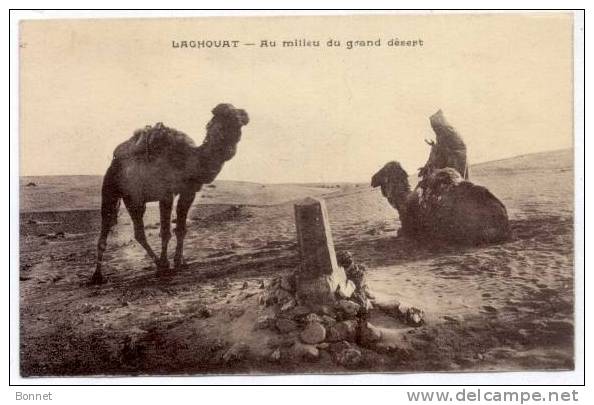 LAGHOUAT    AU  MILIEU  DU GRAND  DESERT     DROMADAIRES