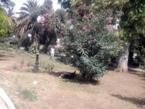Environnement à Constantine:  Le jardin Bennacer à l’abandon