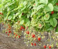 Jijel -  Pas de main-d’œuvre pour la récolte de la fraise