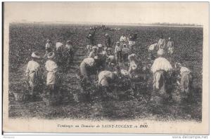 vendanges au domaine de saint eugene en 1909