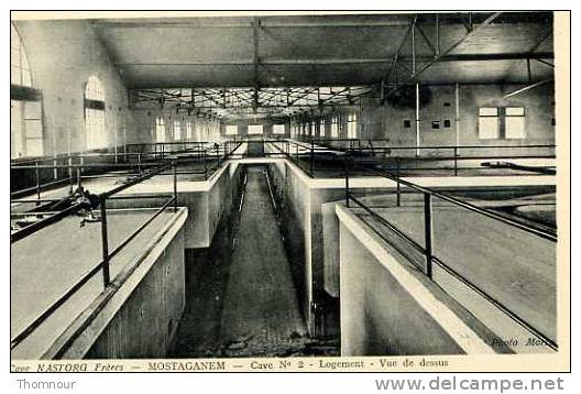 MOSTAGANEM  Cave NASTORG Frères - Cave  No 2 - Logement - Vue de dessus ( défaut coté gauche - mal arrachée du carnet )