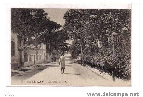 Algérie  MOSTAGANEM   La pépinière