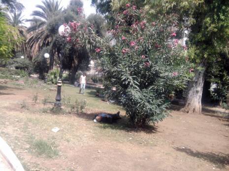 Environnement à Constantine:  Le jardin Bennacer à l’abandon