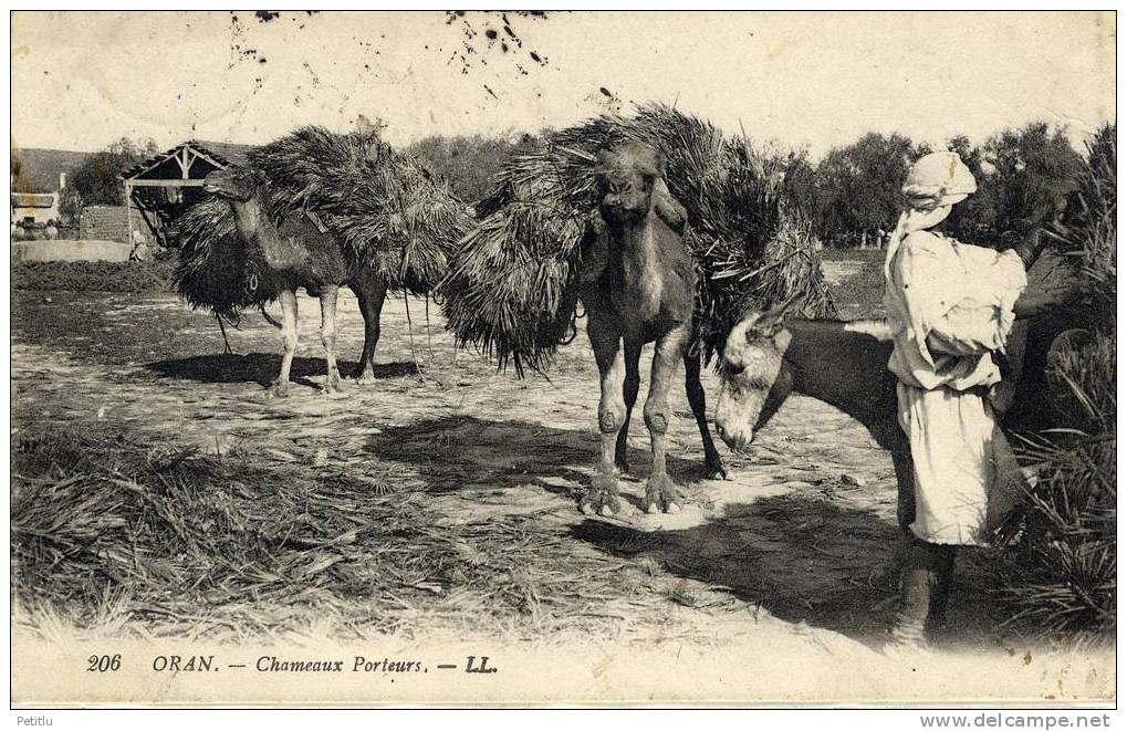 Algérie, Oran, Scènes et types, Chameaux porteurs