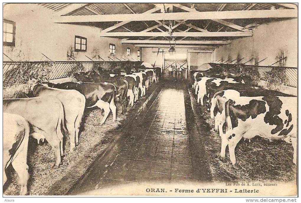 ORAN - ALGERIE - FERME D'YEFFRI - L'ETABLE -  LA LAITERIE