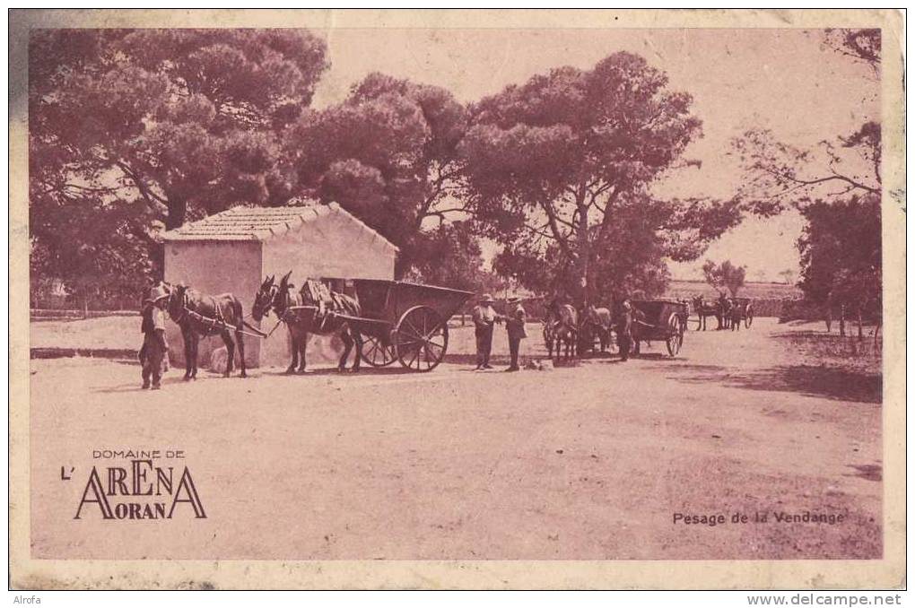 ORAN - Domaine de l'Arena