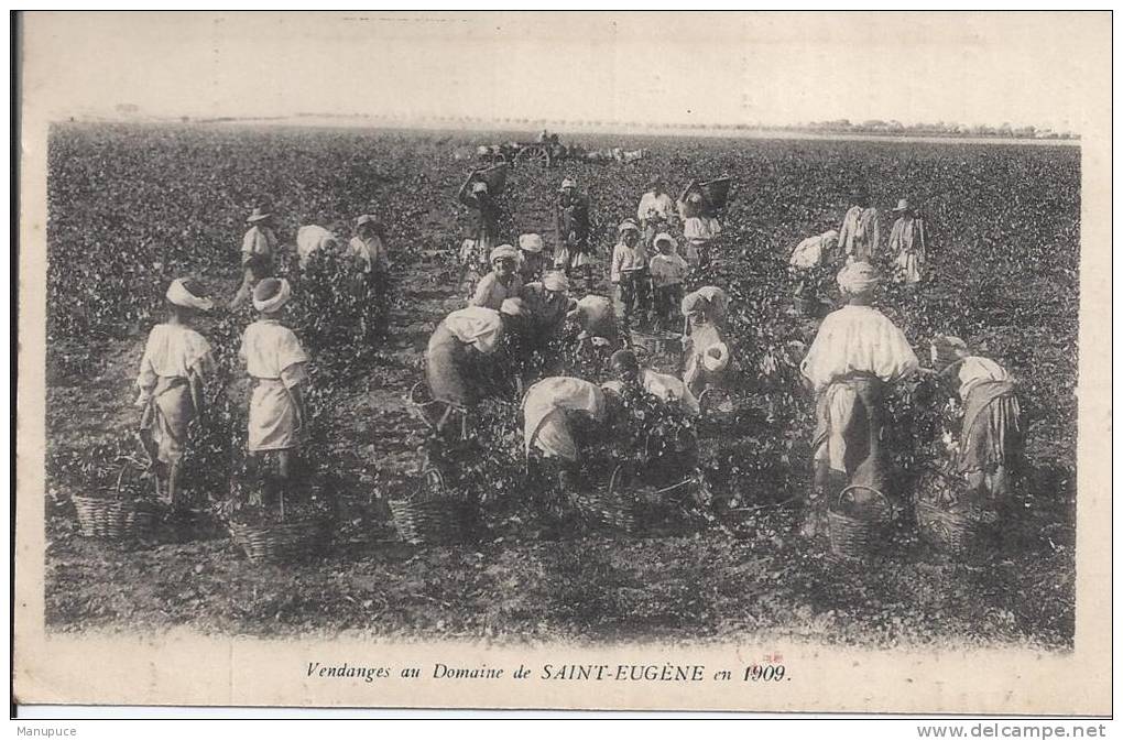 vendanges au domaine de saint eugene en 1909