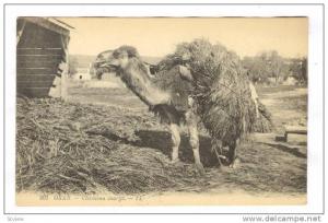 ORAN Algeria, 00-10s ; Chameau charge