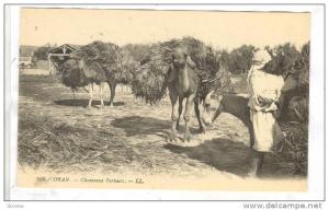 ORAN Algeria, 00-10s ; Chameaux Porteurs