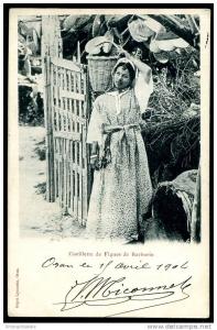 CPA. ORAN. Cueillette de Figues de Barbarie. /  Ed. Dépôt Lyonnais Oran.
