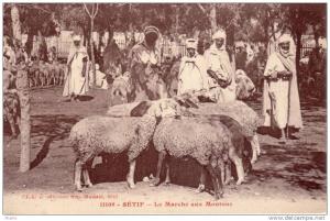 Algerie Setif  marche aux moutons