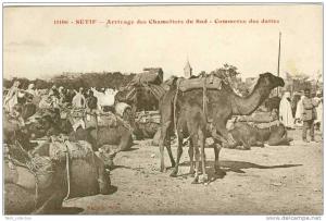 SETIF - Arrivage des Chameliers du Sud - Commerce des Dattes