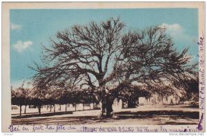 AFRIQUE,AFRICA,Algérie,ME RCIER LACOMBE EN 1948,SFIZEF,SFISSEF,sidi bel abbes,arbre séculaire,vieux tronc d'isai,rare