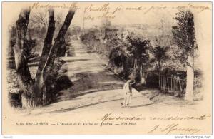 CARTE POSTALE ANCIENNE . ALGERIE. SIDI-BEL-ABBES. AVENUE DE LA VALLEE DES JARDINS. 1902.