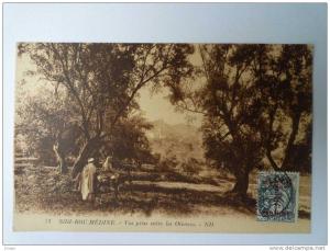 ALGERIE  -  SIDI-BOU-MEDINE    Vue prise entre les  OLIVIERS