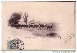 ALGERIE / SIDI BEL ABBES , Avenue de Mascara