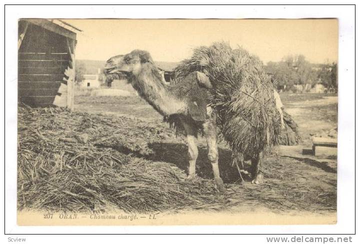 ORAN Algeria, 00-10s ; Chameau charge