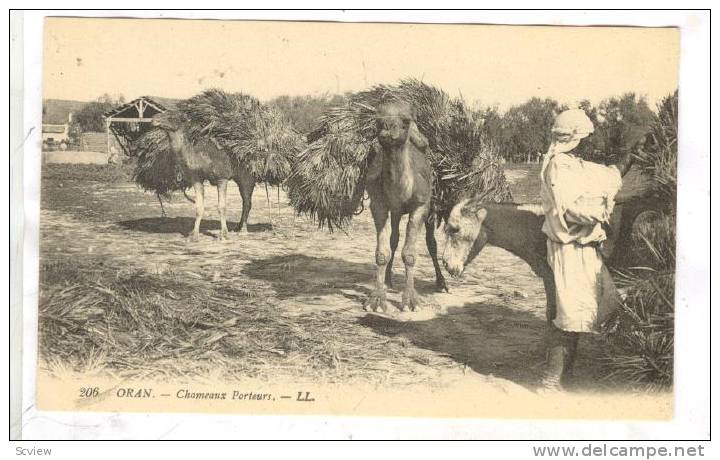 ORAN Algeria, 00-10s ; Chameaux Porteurs