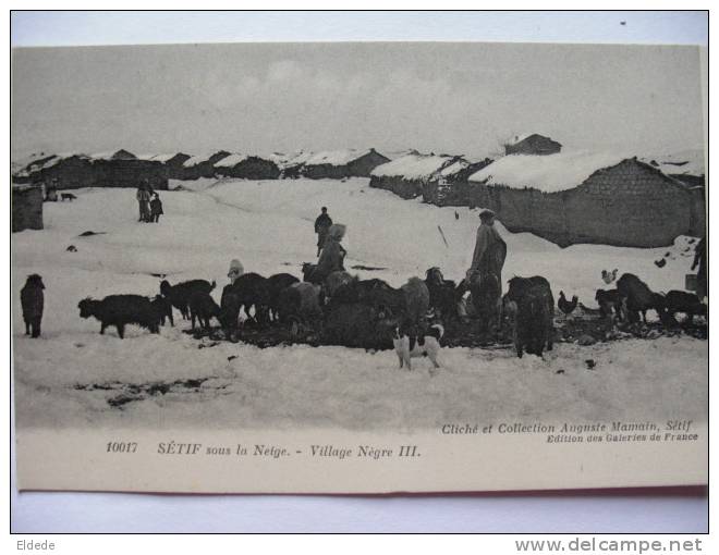 Setif sous la neige Village nègre  III Troupeau chevres Cliché Mamain Sétif  Goat