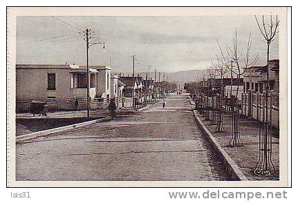 Algérie -  Z883 - Setif - Cité Lévy - Avenue Léon Gambetta - bon état