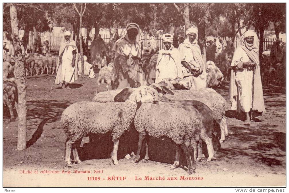 Algerie Setif  marche aux moutons