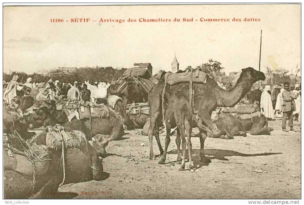 SETIF - Arrivage des Chameliers du Sud - Commerce des Dattes