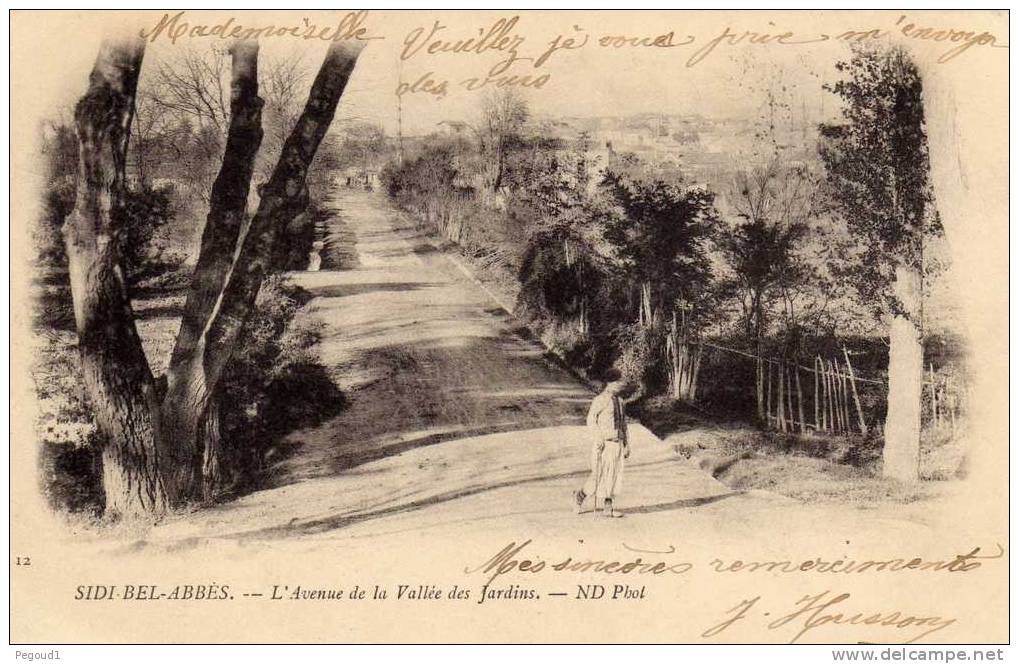 CARTE POSTALE ANCIENNE . ALGERIE. SIDI-BEL-ABBES. AVENUE DE LA VALLEE DES JARDINS. 1902.