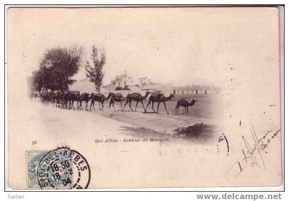 ALGERIE / SIDI BEL ABBES , Avenue de Mascara