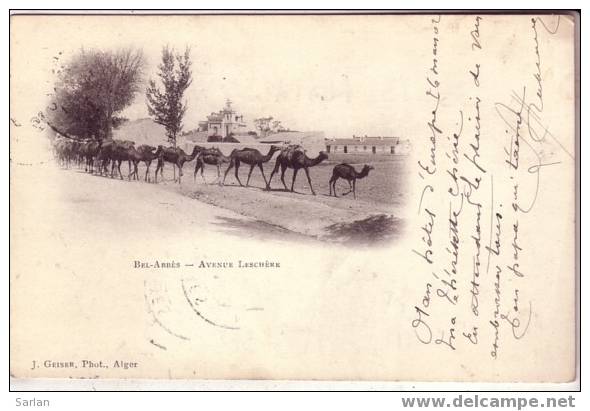 ALGERIE / SIDI BEL ABBES , Avenue Leschere , GEISER