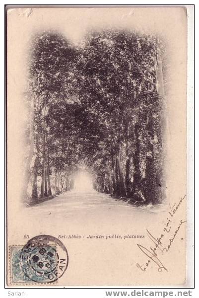 ALGERIE / SIDI BEL ABBES , Jardin public , Platanes