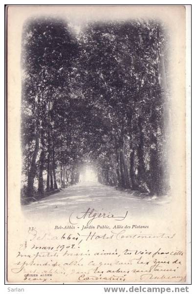 ALGERIE / SIDI BEL ABBES , Jardin public , Allée des Platanes , GEISER N° 23