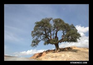 Paysage d'El Bkhayta El Ghraba près de Sebdou