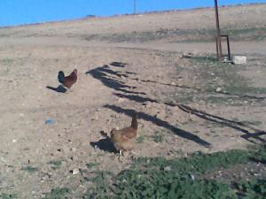 les poulets de bkhata