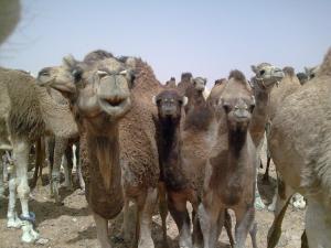 CE PATRIMOINE A PRESERVER