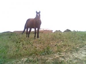 Ce qui reste de mon pere,notre jument