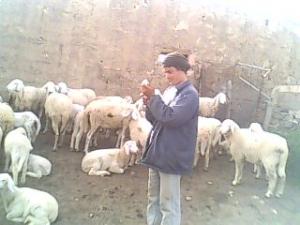 djamel soignant les betes