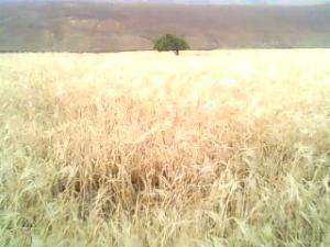 Champ d'orge de la parcelle el hassi 2010