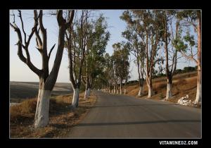 Ancienne N2, menant de Tlemcen vers Ain Temouchent