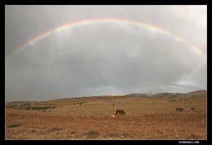 Chevaux de fantasia se reposant dans les paturages de Mefrouche