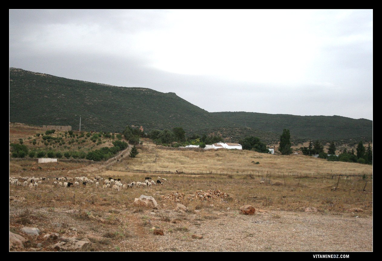 Darih de Sidi Afif près de Terny