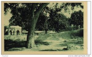 ALGERIE / ALGERIEN   Tlemcen  Bois d'Oliviers