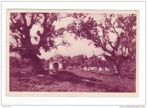 l´ALGERIE-TLEMCEN-Bois des Oliviers et Tombeaux-Terre accueillante aux sites inoubliables