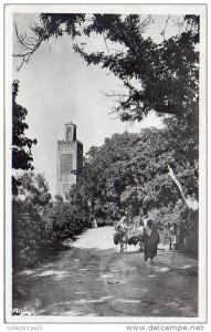 Tlemcen ( Oran ) - Minaret dans la verdure ( Algérie )