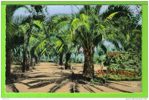 TLEMCEN / LE JARDIN PUBLIC / Carte vierge des années 50