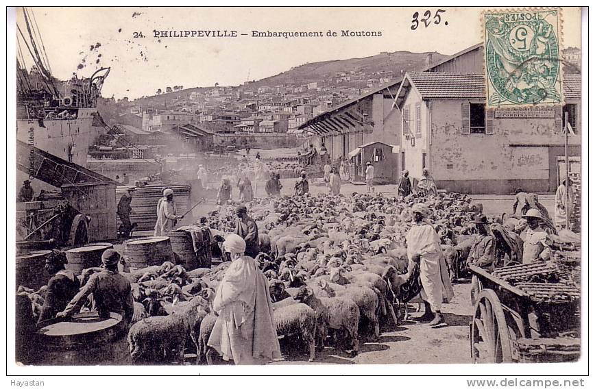 PHILIPPEVILLE - EMBARQUEMENT DE MOUTONS