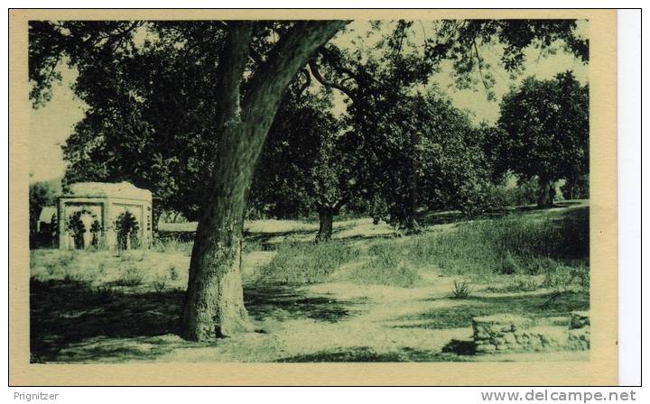 ALGERIE / ALGERIEN   Tlemcen  Bois d'Oliviers