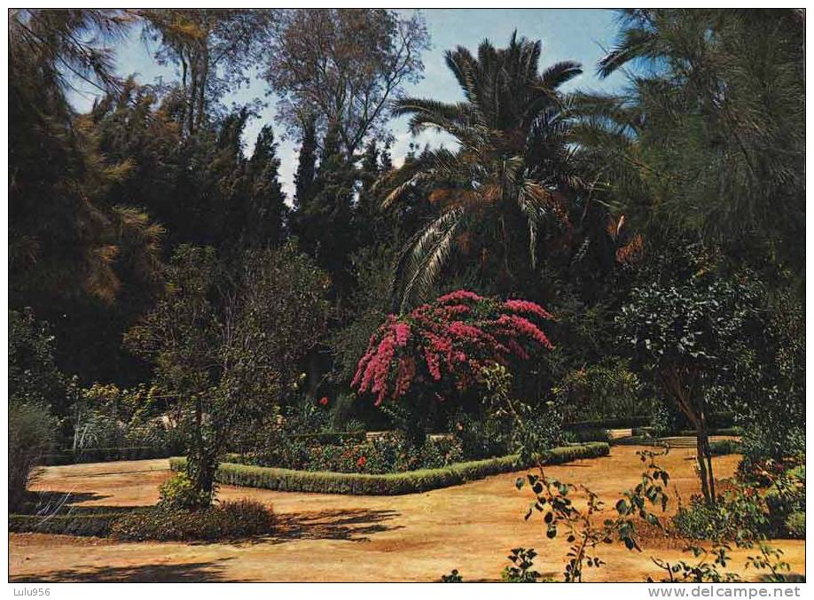 * * TLEMCEN * * Le Jardin Public