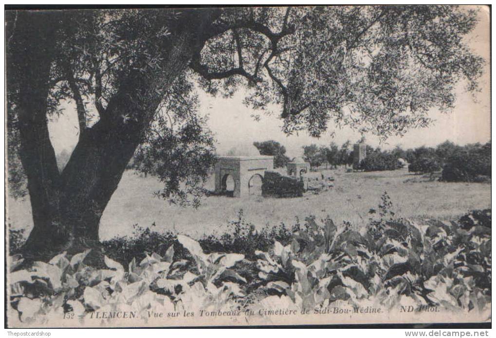 AFRIQUE - ALGERIE - TLEMCEN - VUE SUR LES TOMBEAUX DU CIMETIERE DE SIDI BOU M