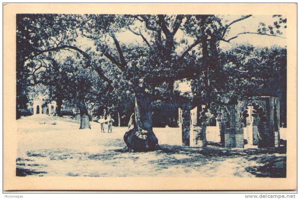 ALGERIE - TLEMCEN - Le Bois de Boulogne