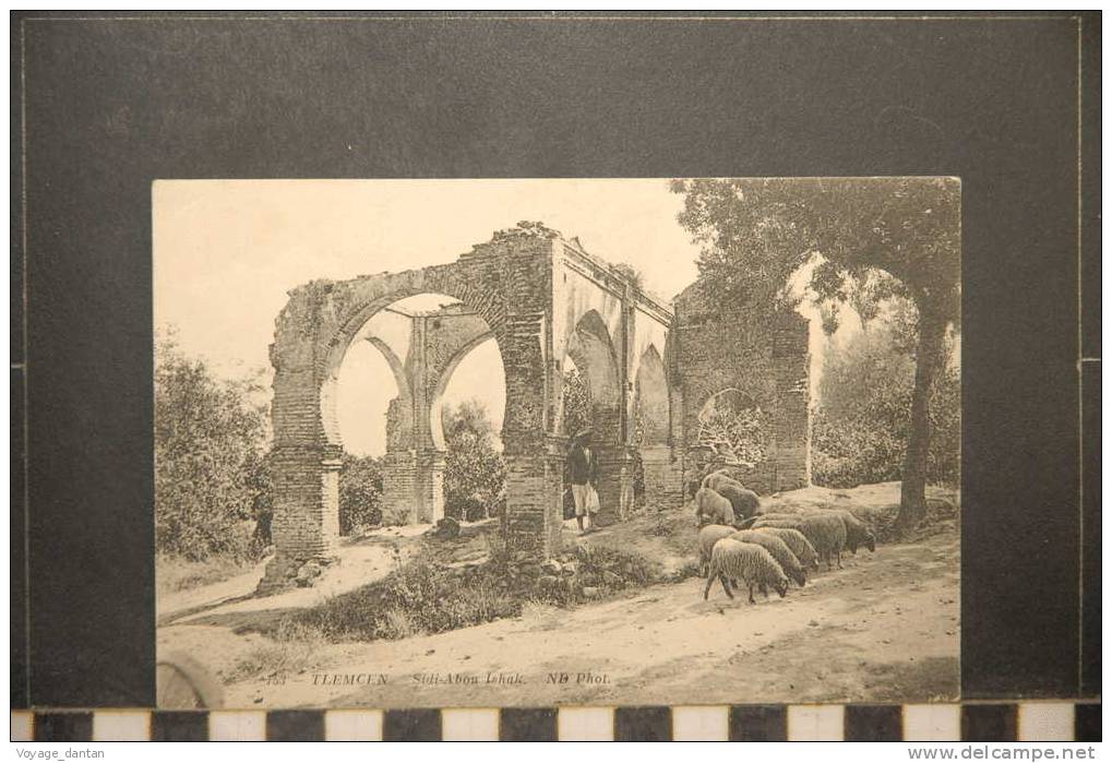 TLEMCEN SIDI ABOU ISHALE MOUTONS ET BERGERS